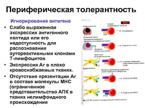 Феррофольгамма и его недоступность