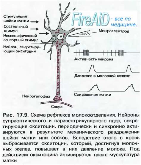 Физиологические механизмы действия окситоцина