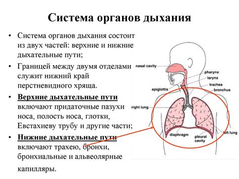 Физиологические механизмы дыхания и их связь с эмоциями