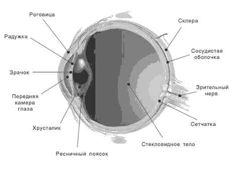 Физиологические особенности глаза
