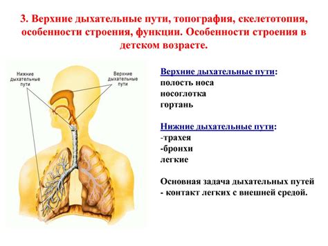 Физиологические особенности звуковых высот