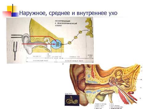 Физиологические особенности левого уха