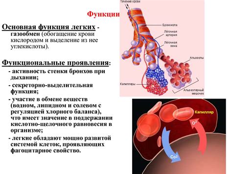 Физиологические особенности легких