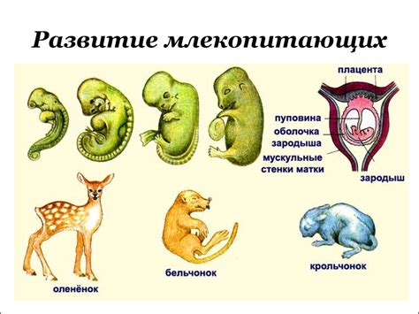 Физиологические особенности млекопитающих