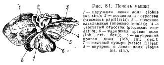 Физиологические особенности мышей