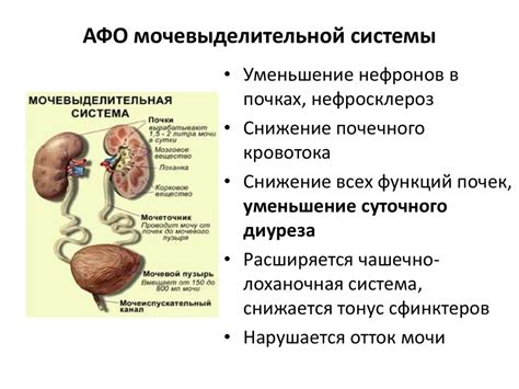 Физиологические особенности печени