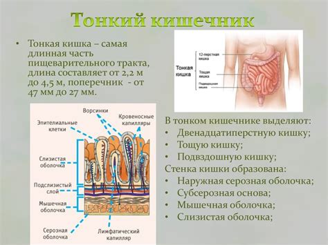 Физиологические особенности пищеварительной системы