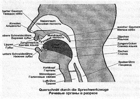 Физиологические особенности речевого аппарата