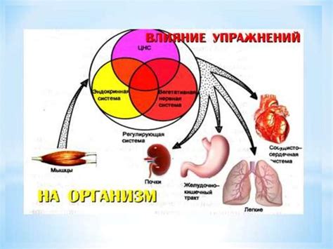 Физиологические особенности человеческого организма