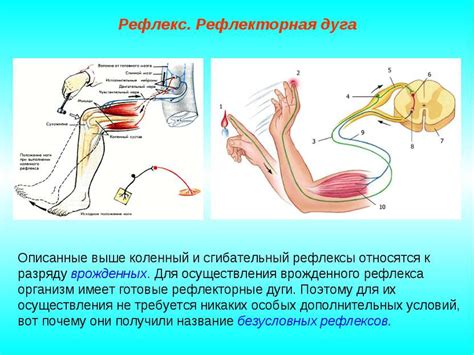 Физиологические причины и рефлекс