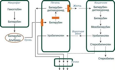 Физиологические причины отсутствия превращения