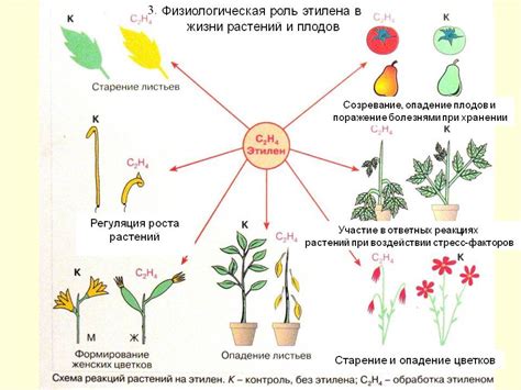 Физиологические процессы, обуславливающие опускание лепестков