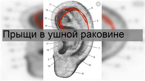 Физиологические процессы в ушной раковине