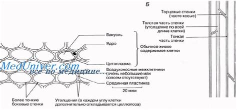 Физиологические функции колленхимы в растениях