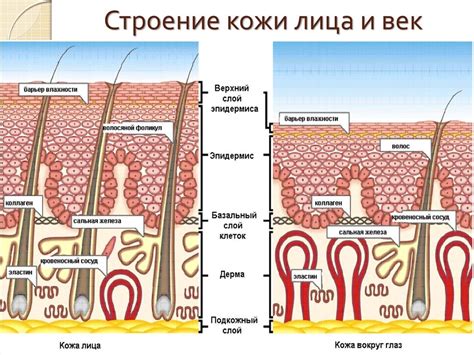 Физиологические характеристики кожи