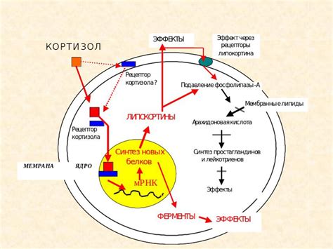 Физиологические эффекты урчания