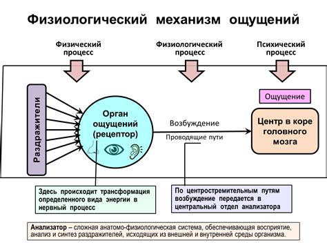 Физиологический механизм возникновения ощущения смерти