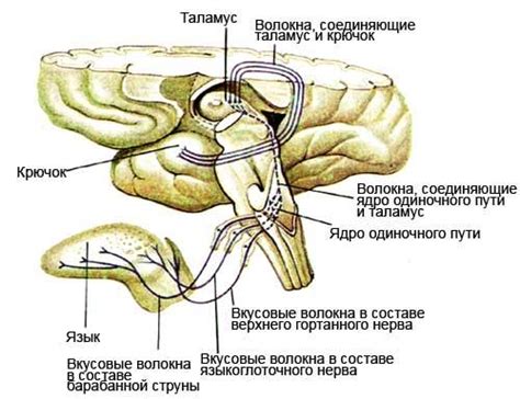 Физиологический механизм восприятия вкуса соли