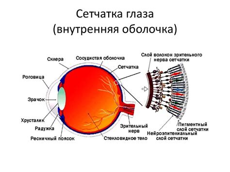 Физиологический процесс обновления глазного яблока