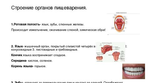 Физиологическое значение закрытия рта во время зевоты