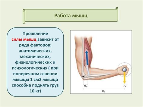 Физиологическое объяснение: работа мышц