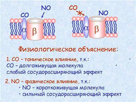 Физиологическое объяснение защитной реакции