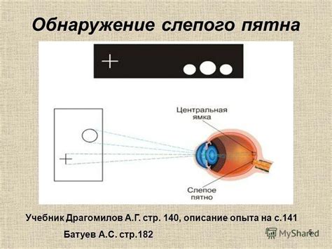 Физиологическое объяснение слепого пятна