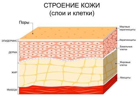 Физиологическое строение кожи