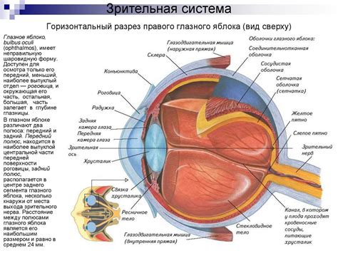 Физиология глаза