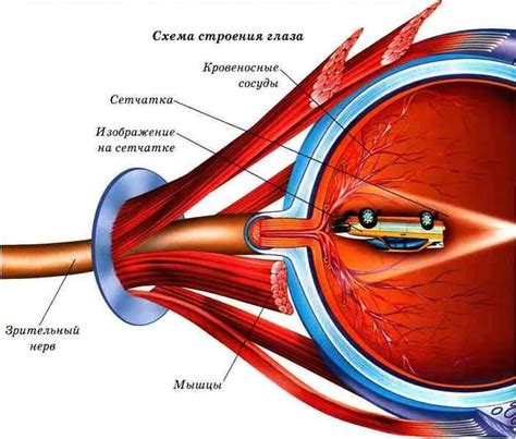 Физиология глазного яблока и сосудов