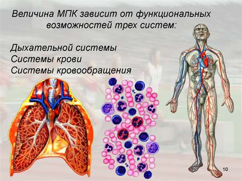 Физиология дыхания: ключевые понятия