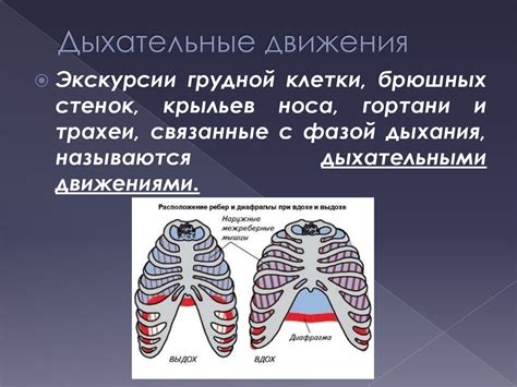 Физиология дыхательной системы собаки: