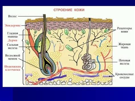 Физиология и анатомия губ