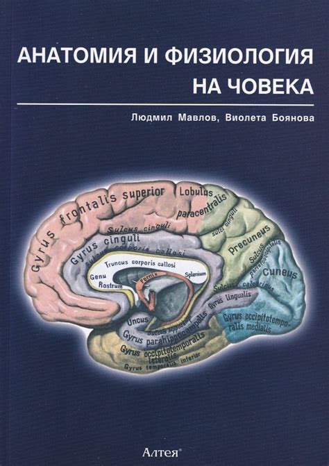 Физиология и анатомия китообразных