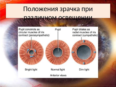 Физиология и механизмы расширения зрачков