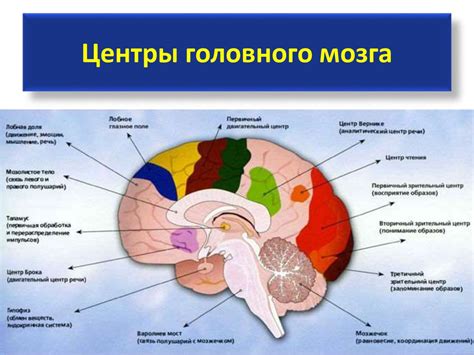 Физиология и моторика головы