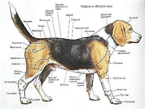Физиология и строение тела собак