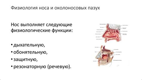 Физиология носовой полости