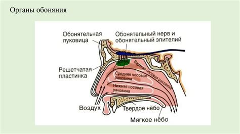 Физиология обоняния и его связь с болезнями