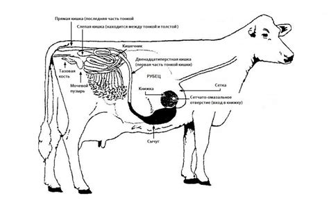 Физиология пищеварения у коровы