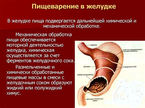 Физиология пищеварительной системы ребенка 4 месяца