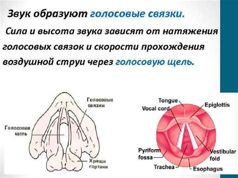 Физиология развития голосовых связок