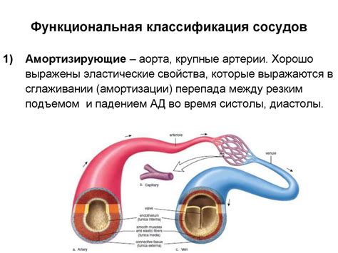 Физиология расширения сосудов