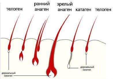 Физиология роста волос и шерсти