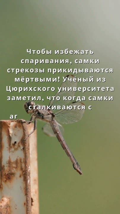 Физиология стрекозы и причины их своеобразного поведения