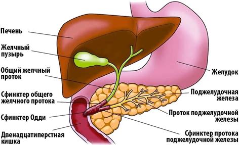 Физическая активность и желчный пузырь