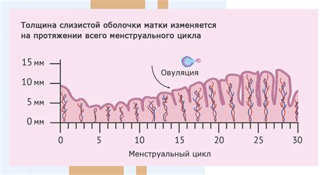 Физическая активность и толщина эндометрия в матке