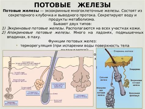 Физическая нагрузка и потоотделение: взаимосвязь и роль потовых желез