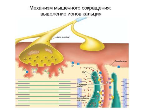 Физическая нагрузка и утомление