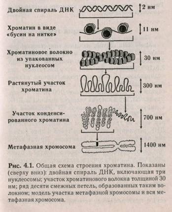 Физические аномалии генетического материала